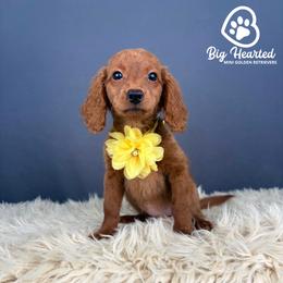 Sunny - Red  female Goldendoodle puppy in Utah County, Utah from Big Hearted Breeders