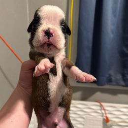 Boy 4 - Fawn male Boxer puppy in Spokane, Washington from Rose’s Supercharged Boxers