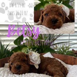 Purple collar - Red female Cavapoo puppy in West Jordan, Utah from Ruby's Cavapoos