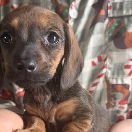 Dachshunds and French Bulldogs from J.C fur babies