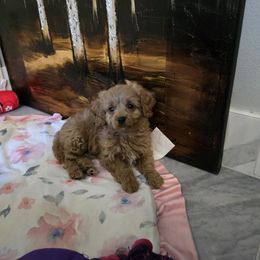 Snoopy dog - Red male Cavapoo puppy in Washington from Mt.BakerPoodles&Doodles