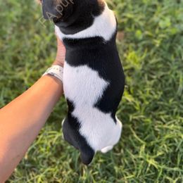 Rat Terrier Puppies from FA puppies