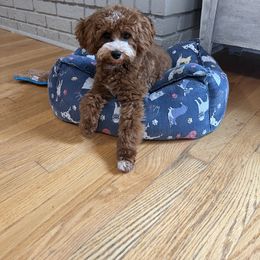 Evie - Cavapoo