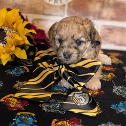 Yellow Boy - Merle male Shihpoo puppy in Rockledge, Florida from Stormie's Doodles