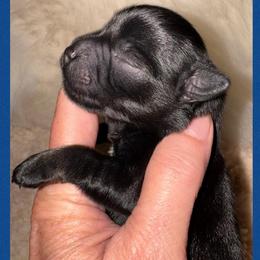 Black boy 1 - Black male Miniature Schnauzer puppy in Pflugerville, Texas from K&K Precious Tx schnauzers
