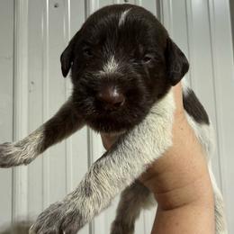 Sweet Tango - Liver and white male German Wirehaired Pointer puppy in Mora, Minnesota from Reinberg Kennel