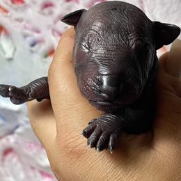 Ubbe - Black Xoloitzcuintli puppy in Victorville, California from Elegancia Vintage Xoloitzcuintle