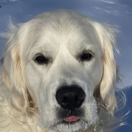 Golden Retrievers from Stone Ridge English Cream Golden Retrievers