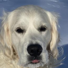 Golden Retrievers from Stone Ridge English Cream Golden Retrievers