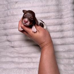 Bear - Piebald male Dachshund puppy in Ceres, California from Rockin' M’s LilBitty Dachshunds (LBD)