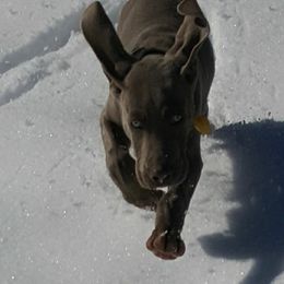 Weimaraner Puppies from North Georgia Weims