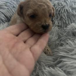 Ruby - Apricot female Maltipoo puppy in Maricopa, Arizona from Pretty Poo