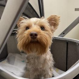 Cedes - Yorkshire Terrier