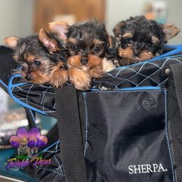 Yorkshire Terrier puppies from Twinkle Paws Frenchies and Yorkies