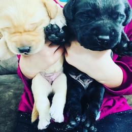Labrador Retriever and Pembroke Welsh Corgi Puppies from Burress Family Farm and Kennels