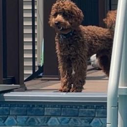 Maui - Goldendoodle