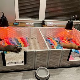 French Bulldog Puppies from GavFam Frenchies