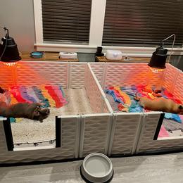 French Bulldog Puppies from GavFam Frenchies