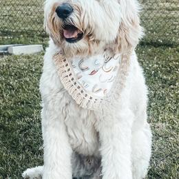Bernedoodles and Goldendoodles from Pincksten Family Doodles