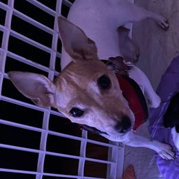 Ginger - Toy Fox Terrier