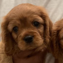 Cavalier King Charles Spaniel Puppies from Neal Cavaliers