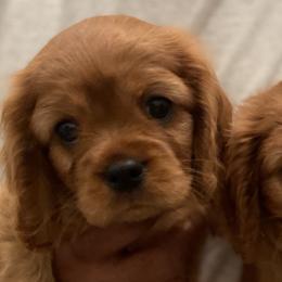 Cavalier King Charles Spaniel Puppies from Neal Cavaliers