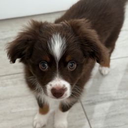 Quinn - Red tri female Miniature Australian Shepherd puppy in Fort Myers, Florida from Gilmore Aussie Posse of Florida Pure-bred Miniature Australian Shepherds