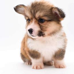 Pembroke Welsh Corgi Puppies from MG Corgis