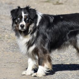 Dutton - Australian Shepherd
