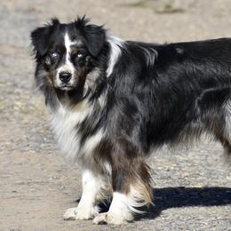 Dutton - Australian Shepherd