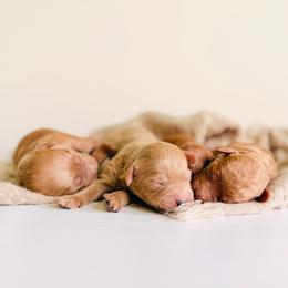 Sunny - Apricot male Goldendoodle puppy in Elizabethtown, Kentucky from Reddy Poodles & Doodles