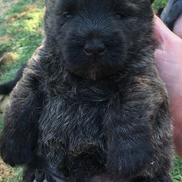 Scottish Terrier Puppies from Gina Smith