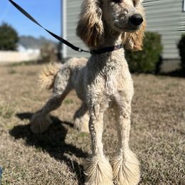 Trix - Poodle puppy in Swansboro, North Carolina from Monarch Standard Poodles