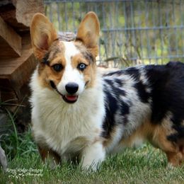 Flash - Pembroke Welsh Corgi