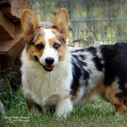 Flash - Pembroke Welsh Corgi