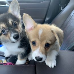 Labrador Retriever and Pembroke Welsh Corgi Puppies from Two Roses Ranch