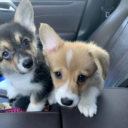 Labrador Retriever and Pembroke Welsh Corgi Puppies from Two Roses Ranch