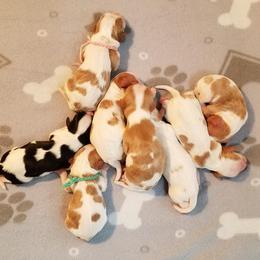 Cavalier King Charles Spaniel Puppies from Royalton Cavaliers
