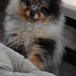 Milani - Blue merle female Pomeranian puppy in Fultonville, New York from Sandy Aussies & Pomeranians