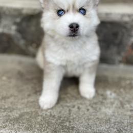 Pomsky and Siberian Husky Puppies from Hemlock Pines Pomsky