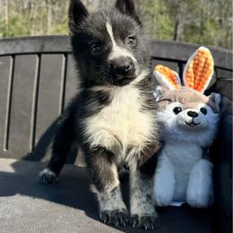 Male 2 (white around muzzle) - Black and white male Siberian Husky puppy in Doswell, Virginia from Shinko Siberians
