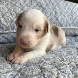 Bentley - Red merle male Australian Shepherd puppy in Grants Pass, Oregon from Carmel Mountain Aussies