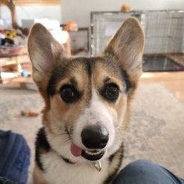 Pembroke Welsh Corgis from Pistol Creek Corgi's