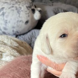 Labrador Retrievers from Sammieslabpuppies