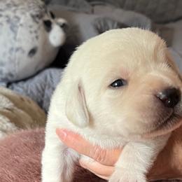 Labrador Retrievers from Sammieslabpuppies