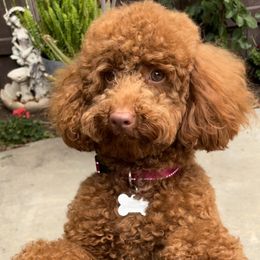 Cocoa - Poodle