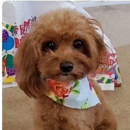 Febe - Cavapoo