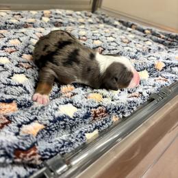 Elio - Blue merle male Miniature Australian Shepherd puppy in Liberty, South Carolina from Alexander Canines