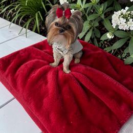 Ollie - Yorkshire Terrier
