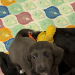 Eros Full AKC Boy 1 - Gray (blue) male Dachshund puppy in Erie, Michigan from Champagne’s Grinch Toe’d Dachshunds